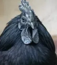 Чёрная курица - Оксана Нарейко